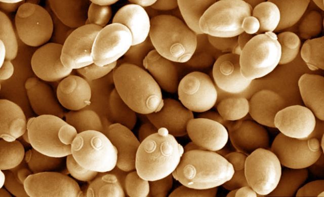 Researchers engineer yeast to grow on xylose